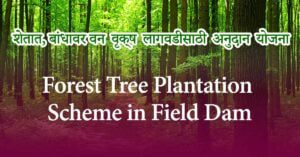 Forest Tree Plantation Scheme in Field Dam