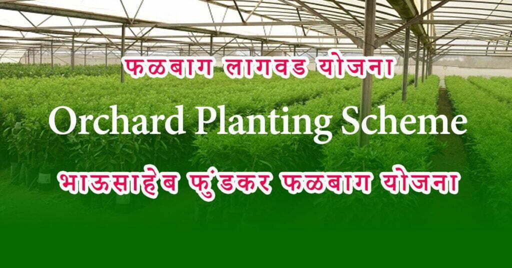 Orchard Planting Scheme