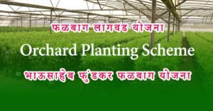 Orchard Planting Scheme