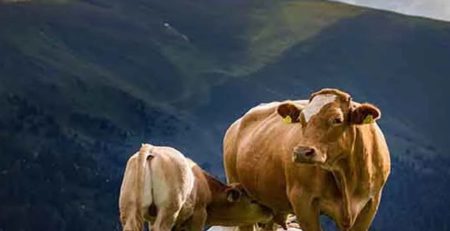 Acharya Vidyasagar Gau Samvardhan Yojana