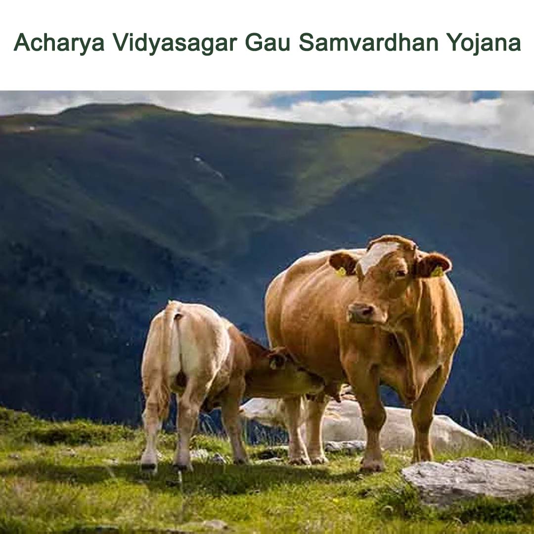 Acharya Vidyasagar Gau Samvardhan Yojana