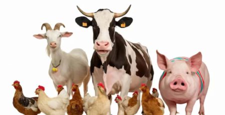 Establishment of 1 to 20 Milch Animal Farm Scheme – Gujarat