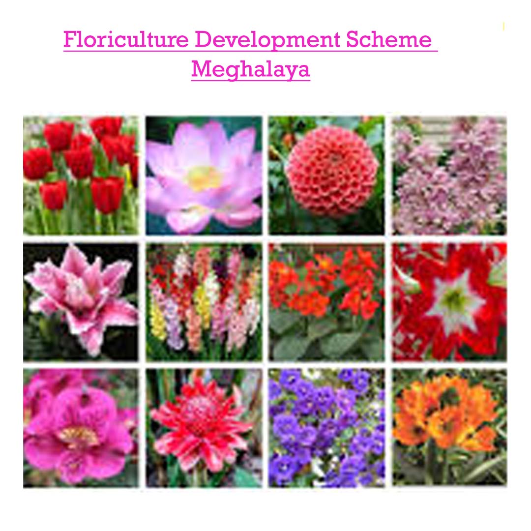 Floriculture Development Scheme – Meghalaya