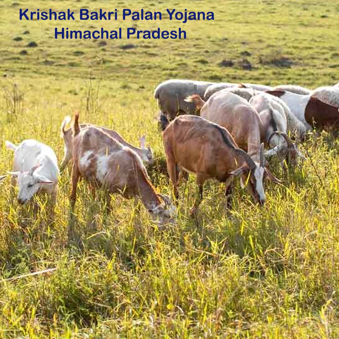 Krishak Bakri Palan Yojana – Himachal Pradesh