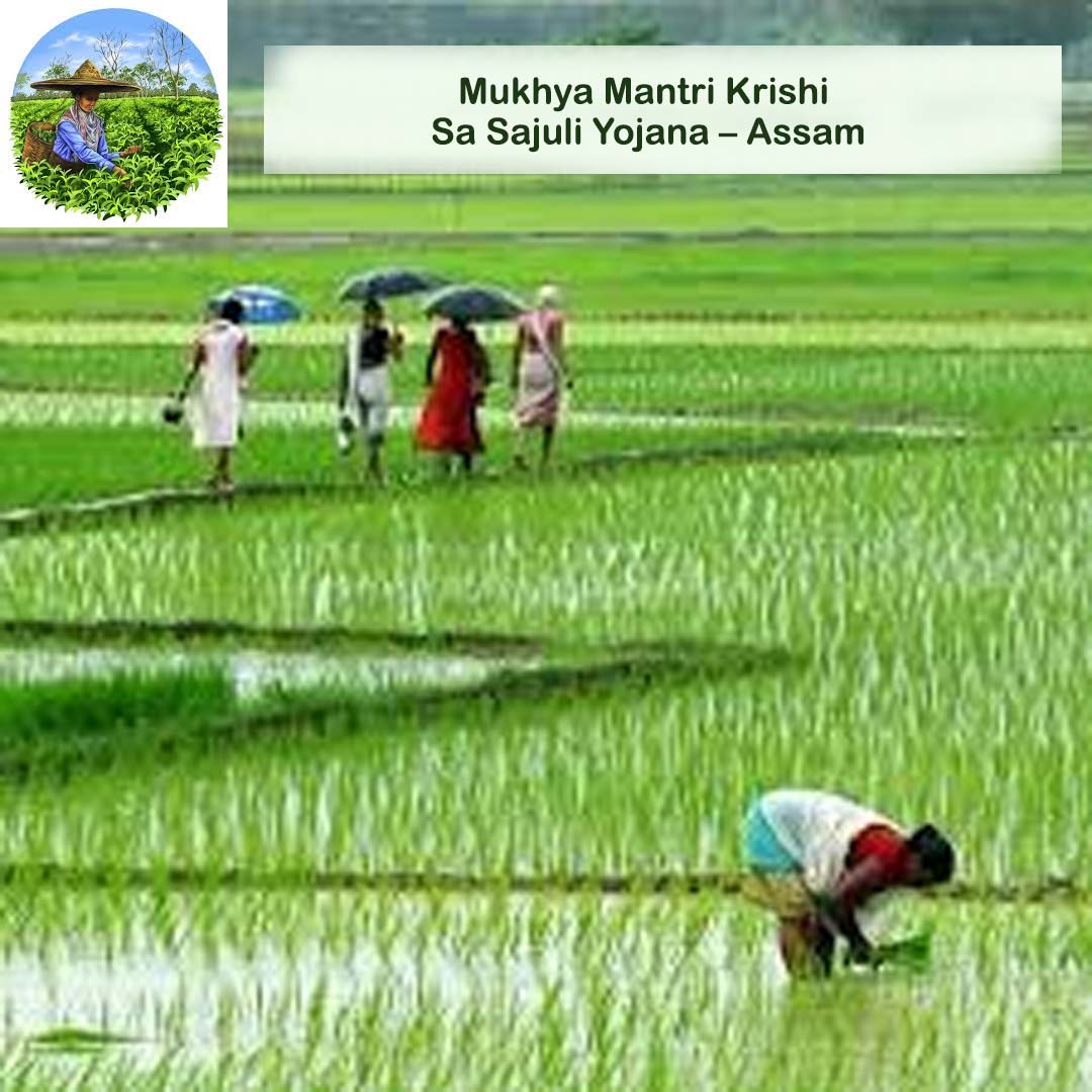 Mukhya Mantri Krishi Sa Sajuli Yojana – Assam