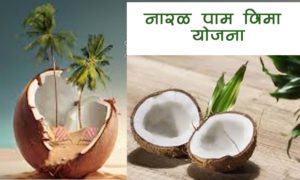 नारळ पाम विमा योजना