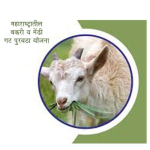 महाराष्ट्रातील बकरी व मेंढी गट पुरवठा योजना