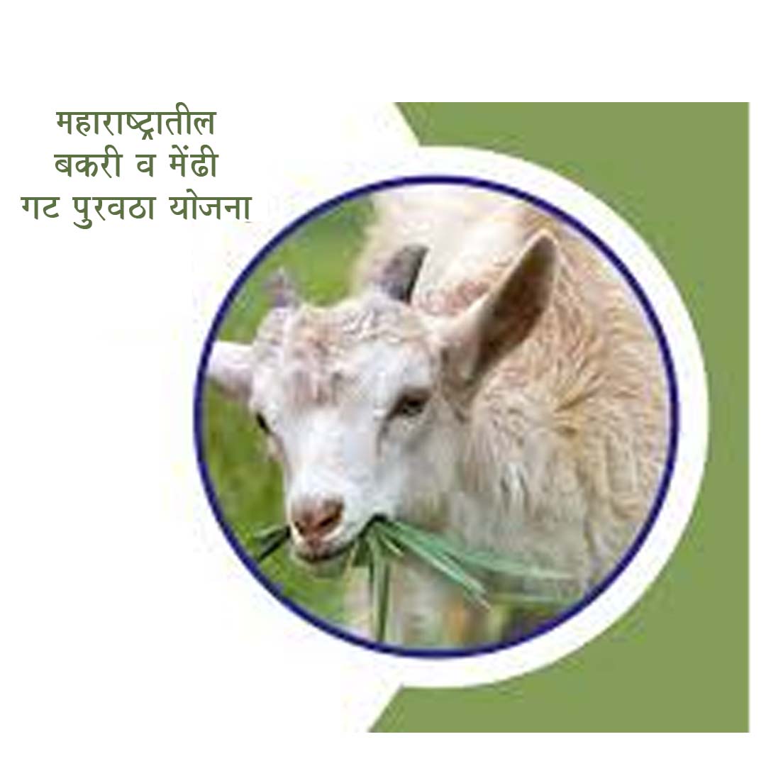 महाराष्ट्रातील बकरी व मेंढी गट पुरवठा योजना