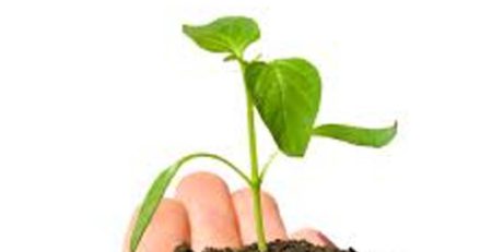 Mukhyamantri Vriksharopan Protsahan Yojana – Chhattisgarh